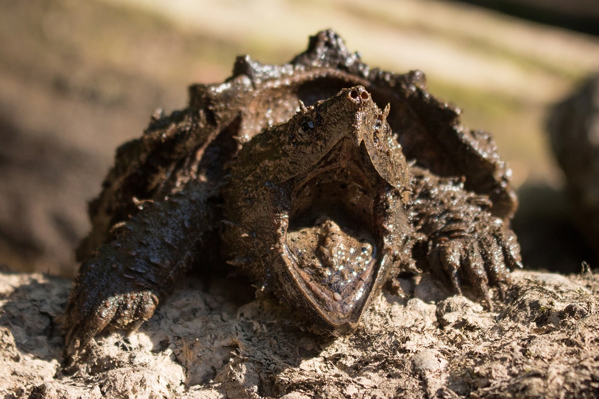 Грифовая черепаха (Macrochelys temminckii)
