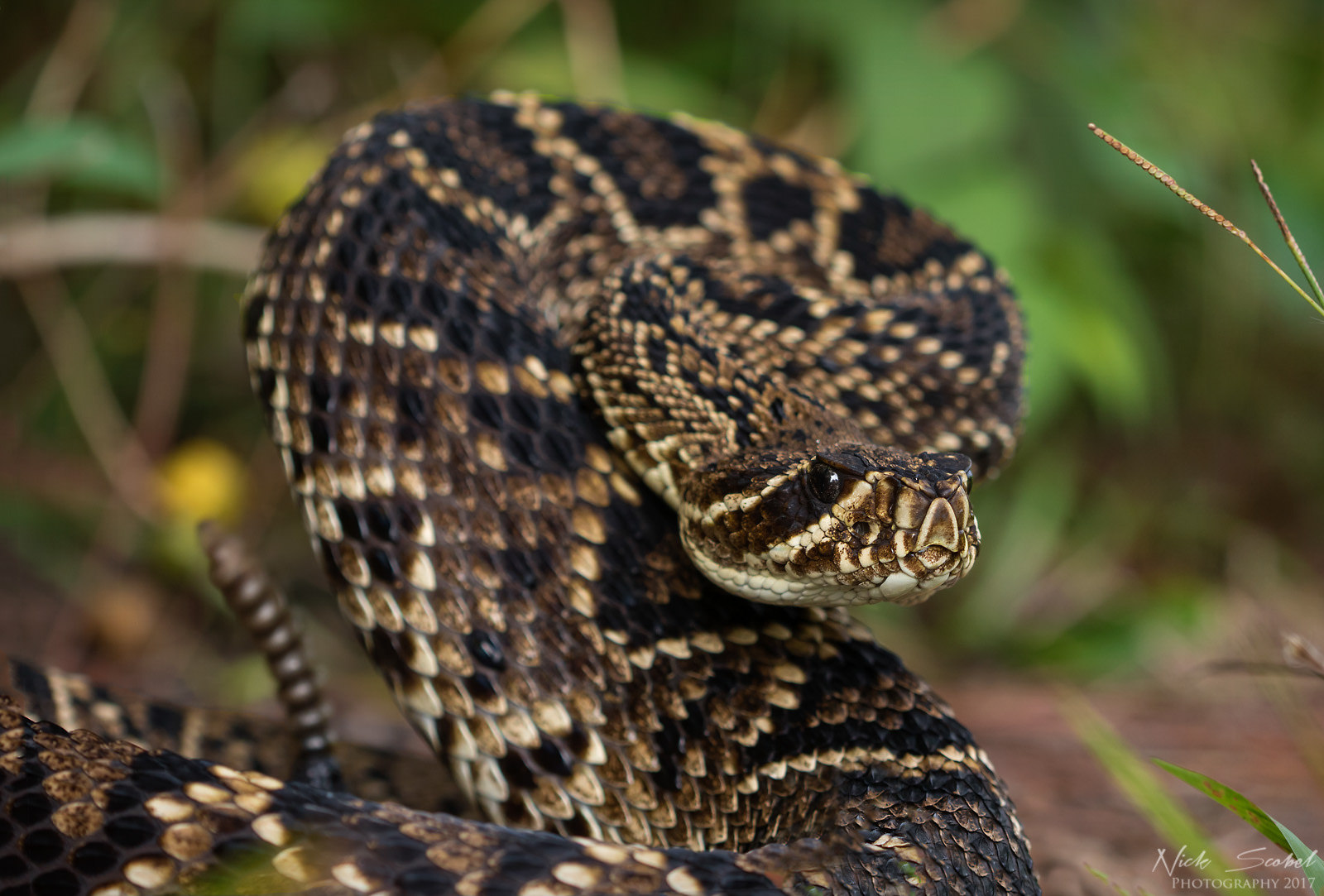 Eastern Diamondback Rattlesnake (Crotalus adamanteus)