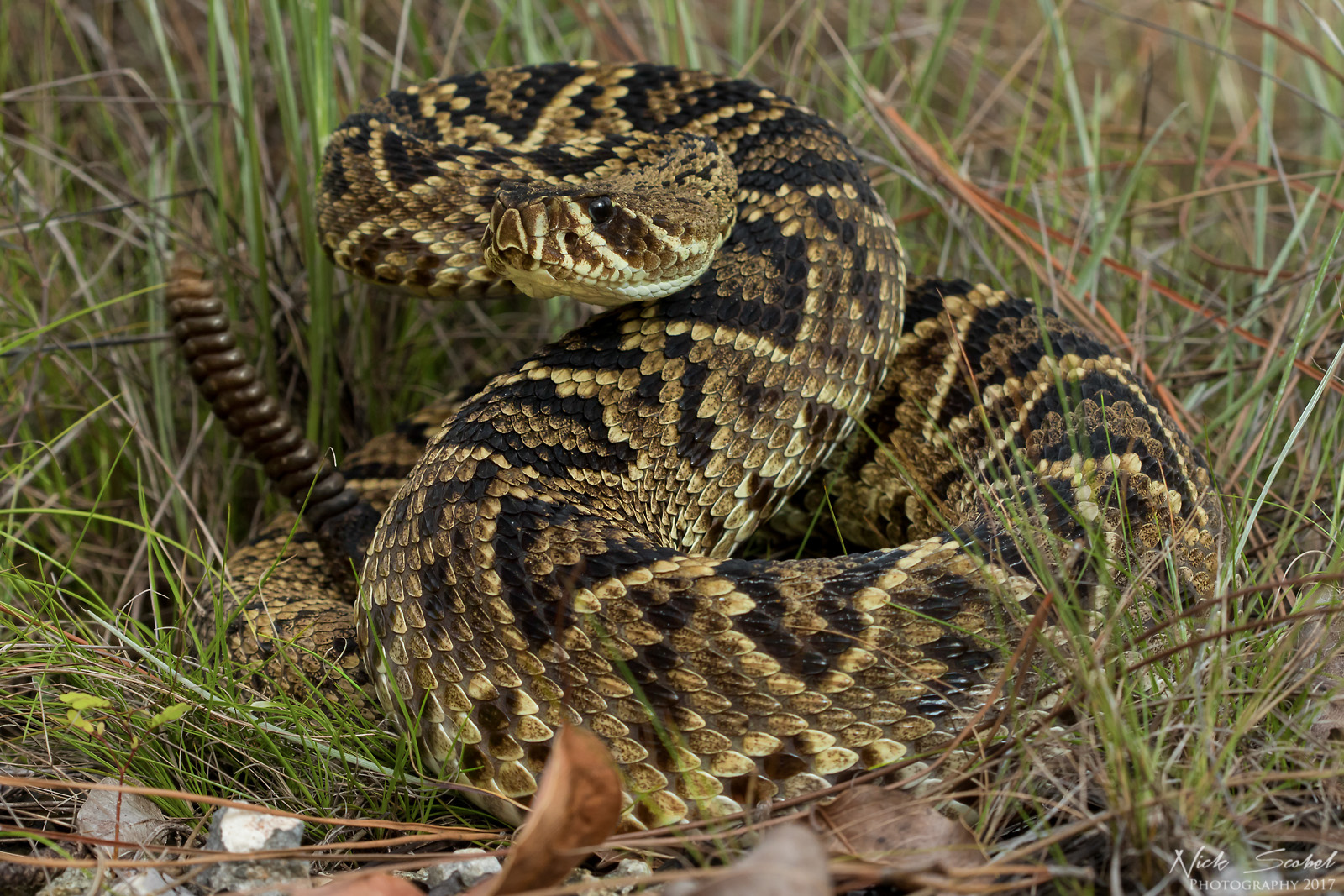Eastern Diamondback Rattlesnake (Crotalus adamanteus)