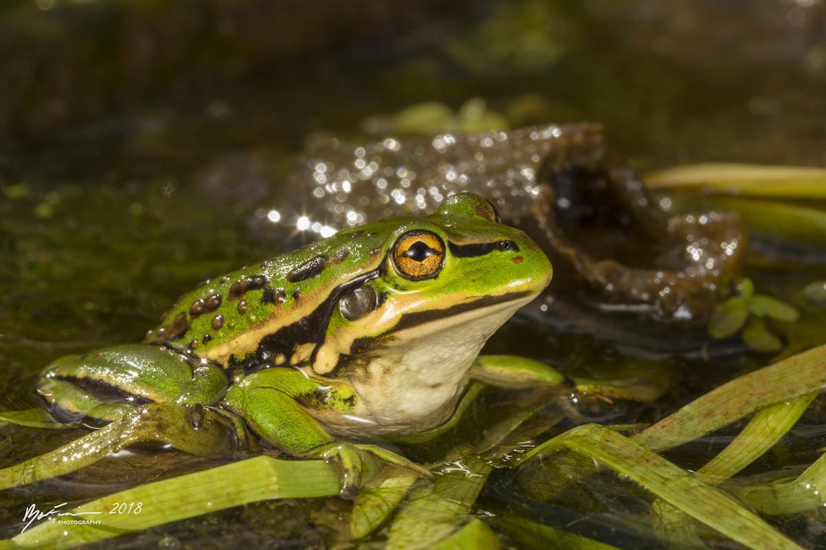 Разноцветная литория (Litoria raniformis)