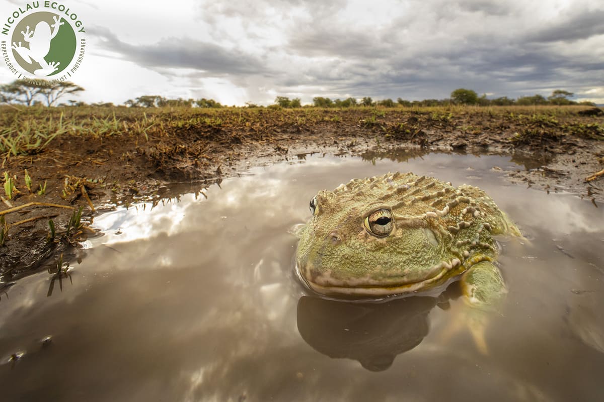 Роющая лягушка (Pyxicephalus adspersus). Photo: Gary Kyle Nicolau