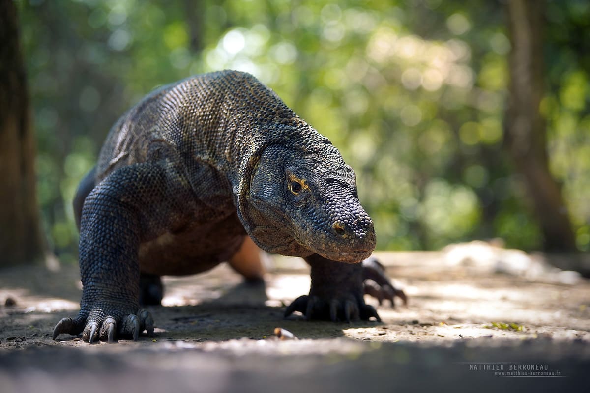 Комодский варан (Varanus komodoensis)