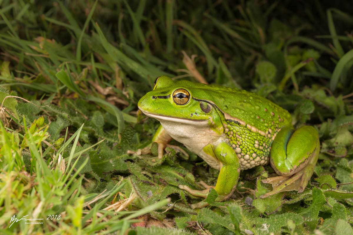 Разноцветная литория (Litoria raniformis)