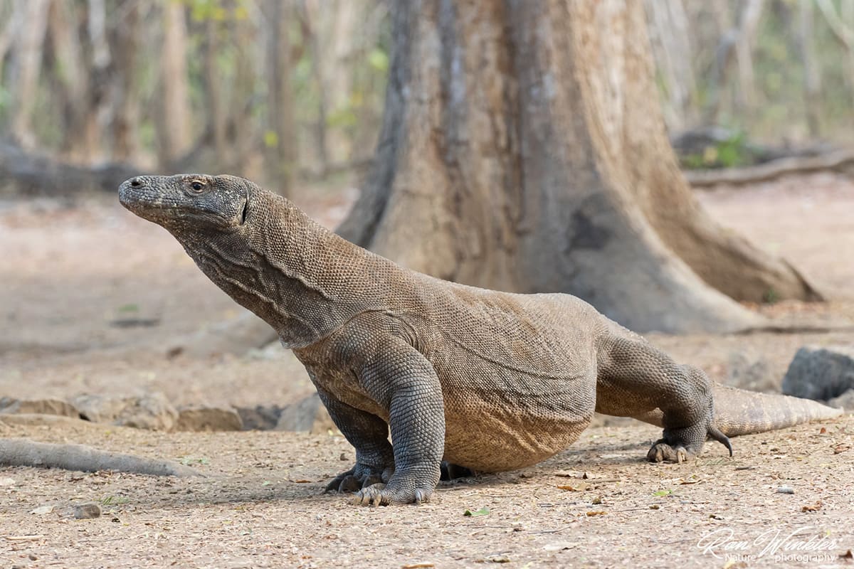 Комодский варан (Varanus komodoensis)