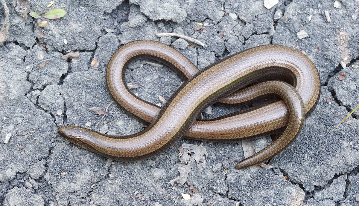 Веретеница ломкая (Anguis fragilis)