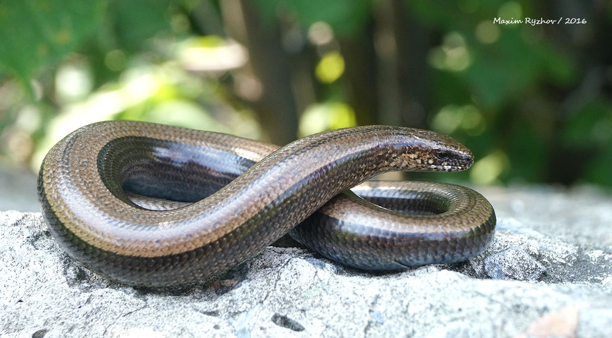 Веретеница ломкая (Anguis fragilis) Веретеница ломкая (Anguis fragilis)
