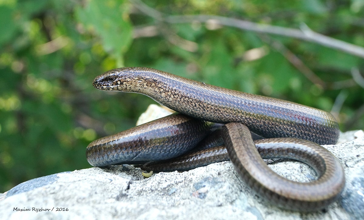 Веретеница ломкая (Anguis fragilis) Веретеница ломкая (Anguis fragilis)
