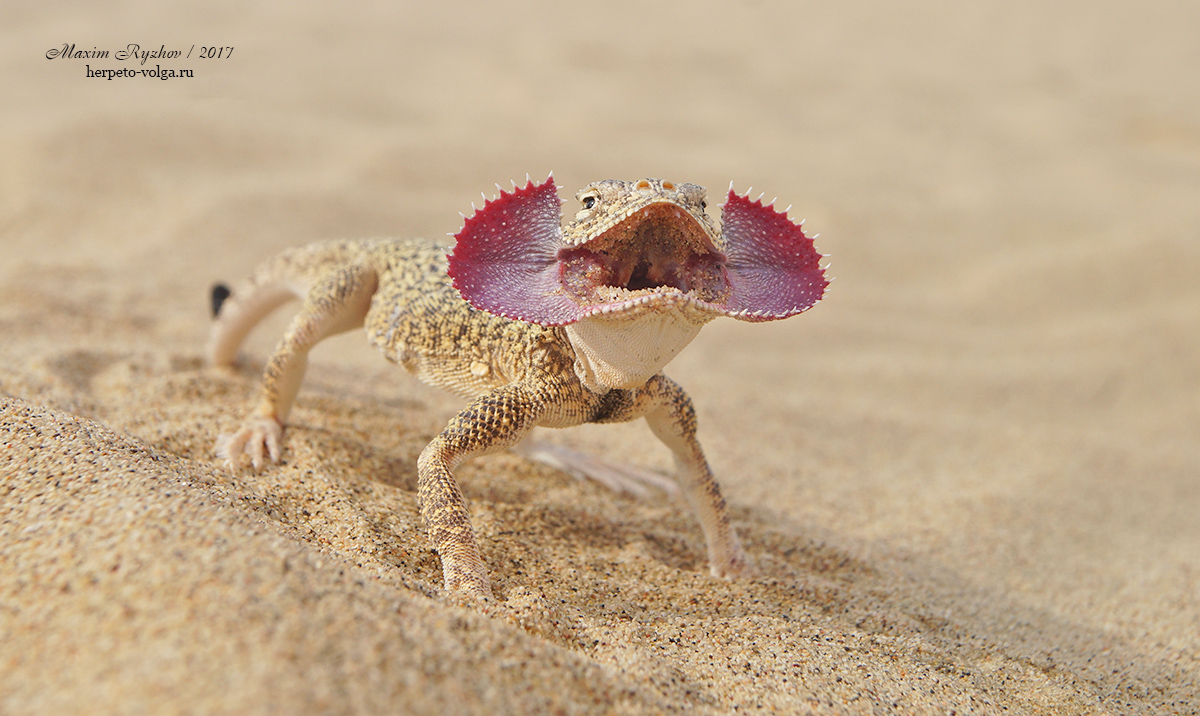 Ушастая круглоголовка (Phrynocephalus mystaceus)