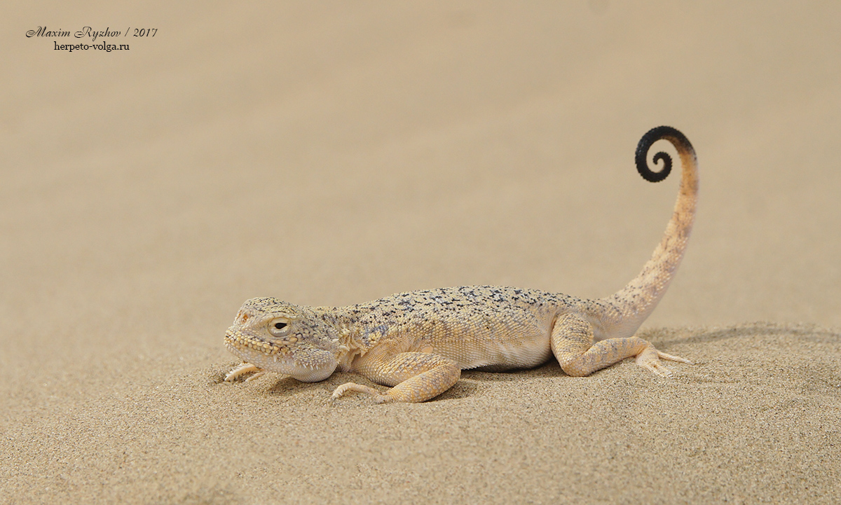 Ушастая круглоголовка Phrynocephalus mystaceus