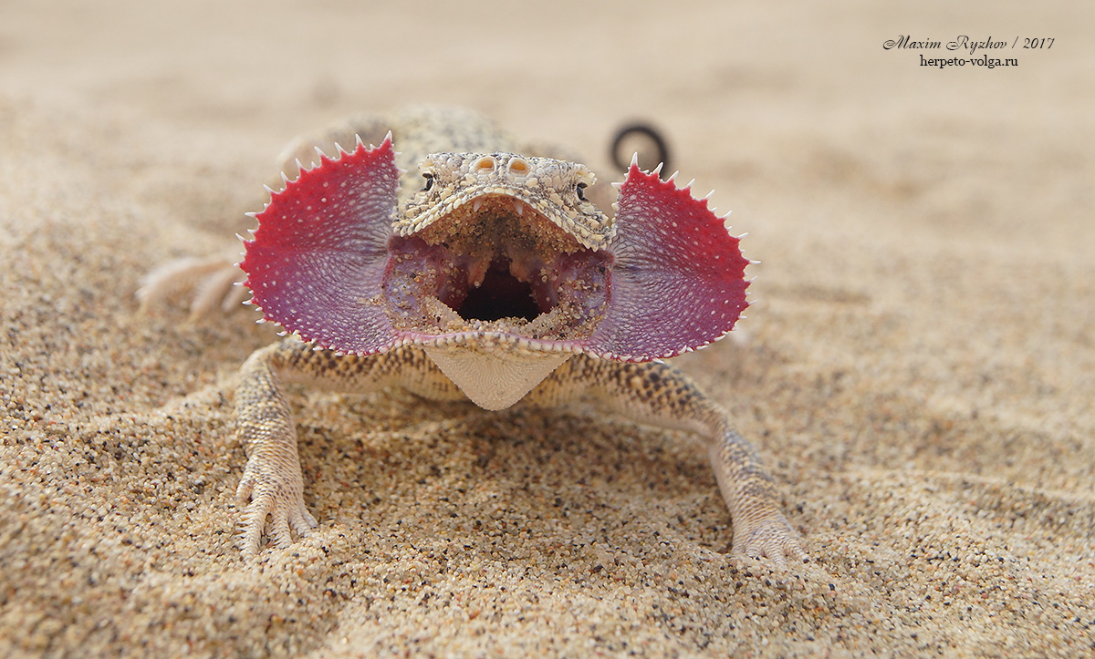Ушастая круглоголовка (Phrynocephalus mystaceus)