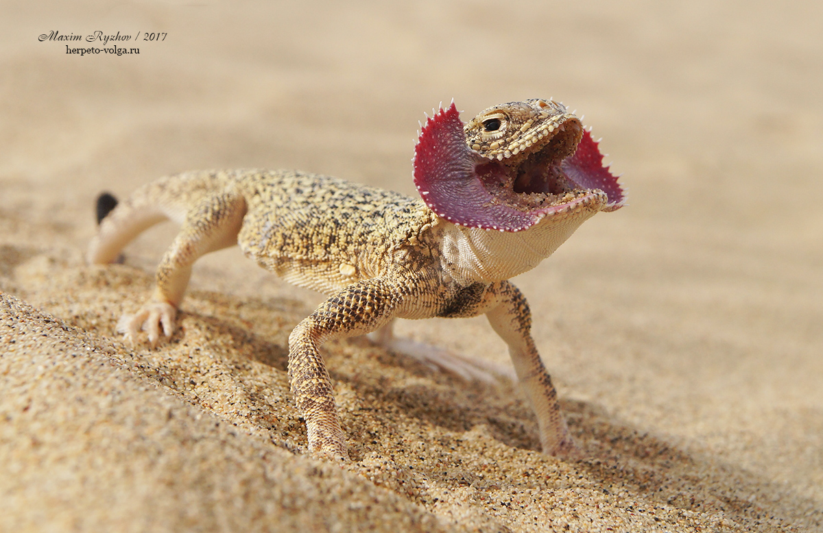 Ушастая круглоголовка (Phrynocephalus mystaceus)