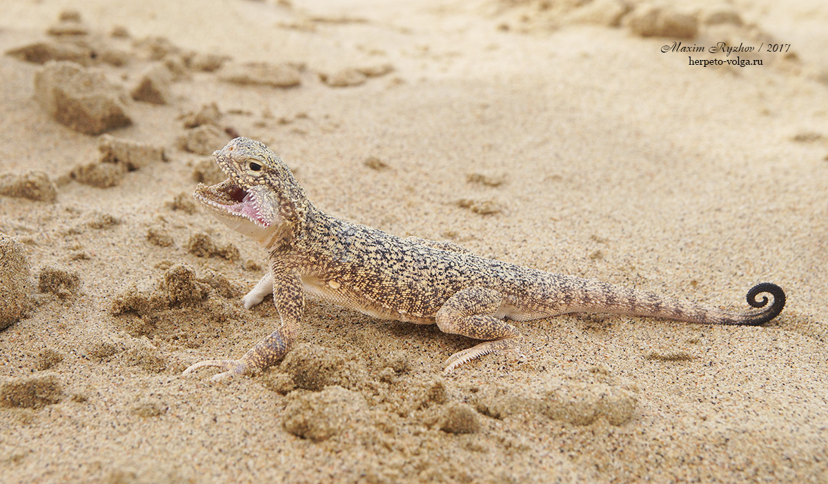 Ушастая круглоголовка Phrynocephalus mystaceus