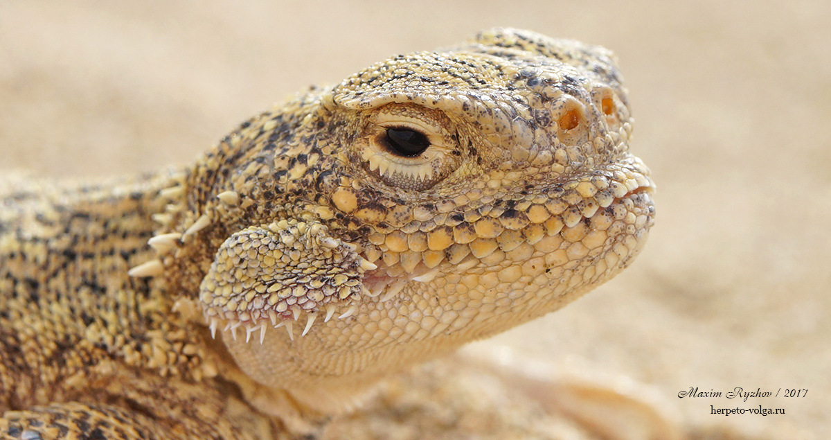 Ушастая круглоголовка Phrynocephalus mystaceus