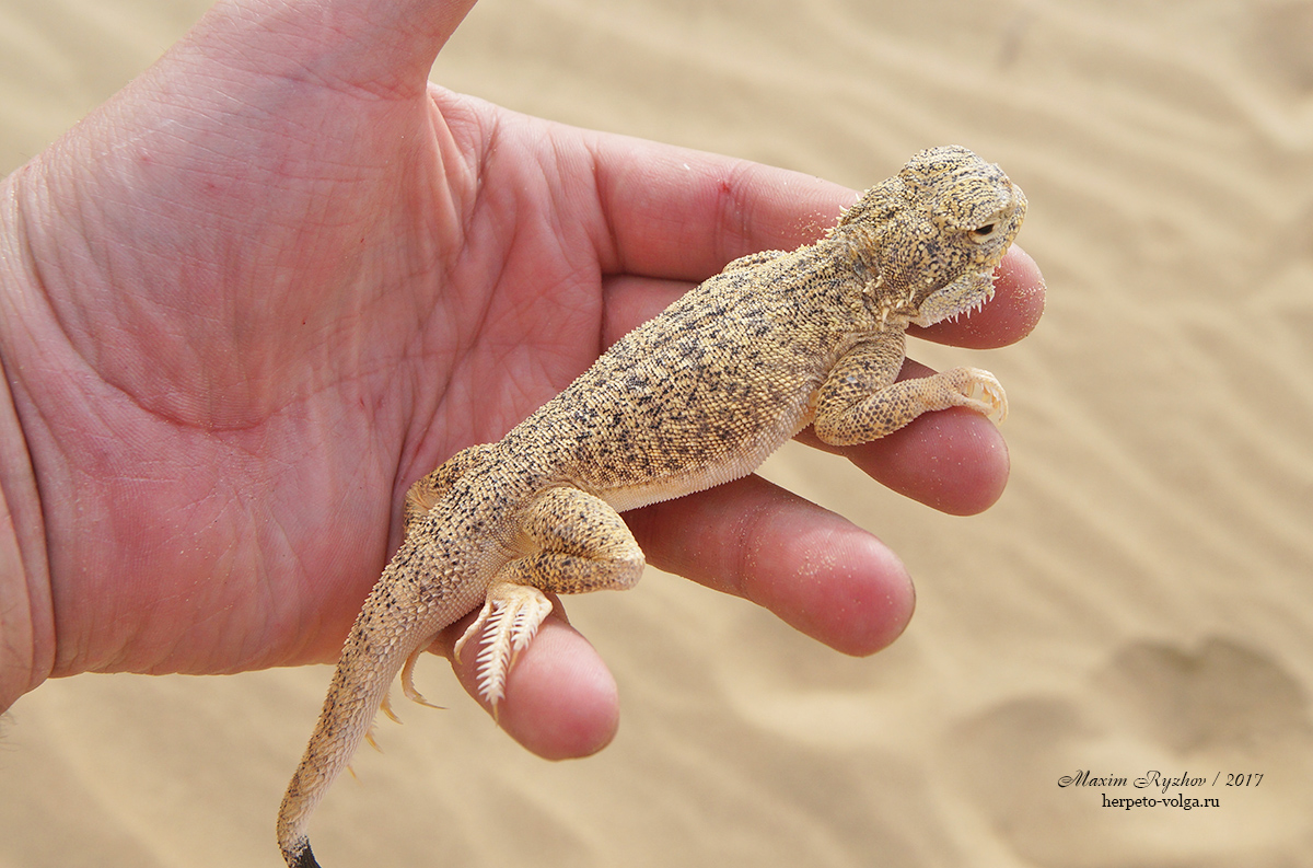 Ушастая круглоголовка Phrynocephalus mystaceus