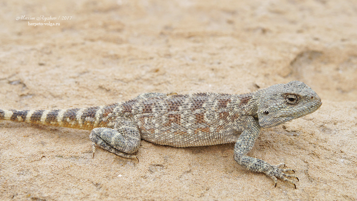 Степная агама (Trapelus sanguinolentus) Степная агама (Trapelus sanguinolentus)