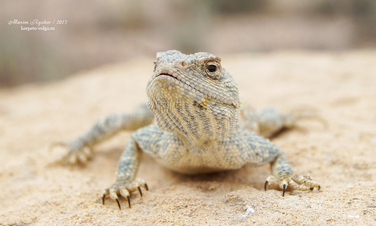 Степная агама (Trapelus sanguinolentus) Степная агама (Trapelus sanguinolentus)