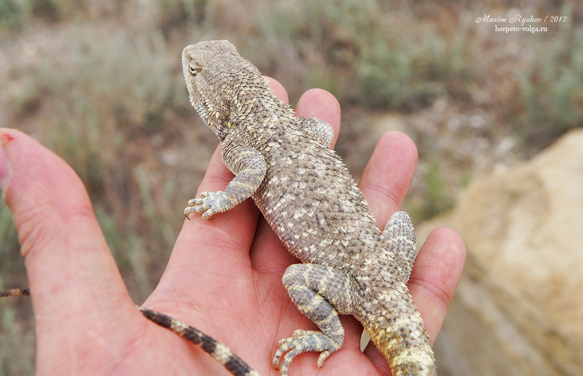 Степная агама (Trapelus sanguinolentus)