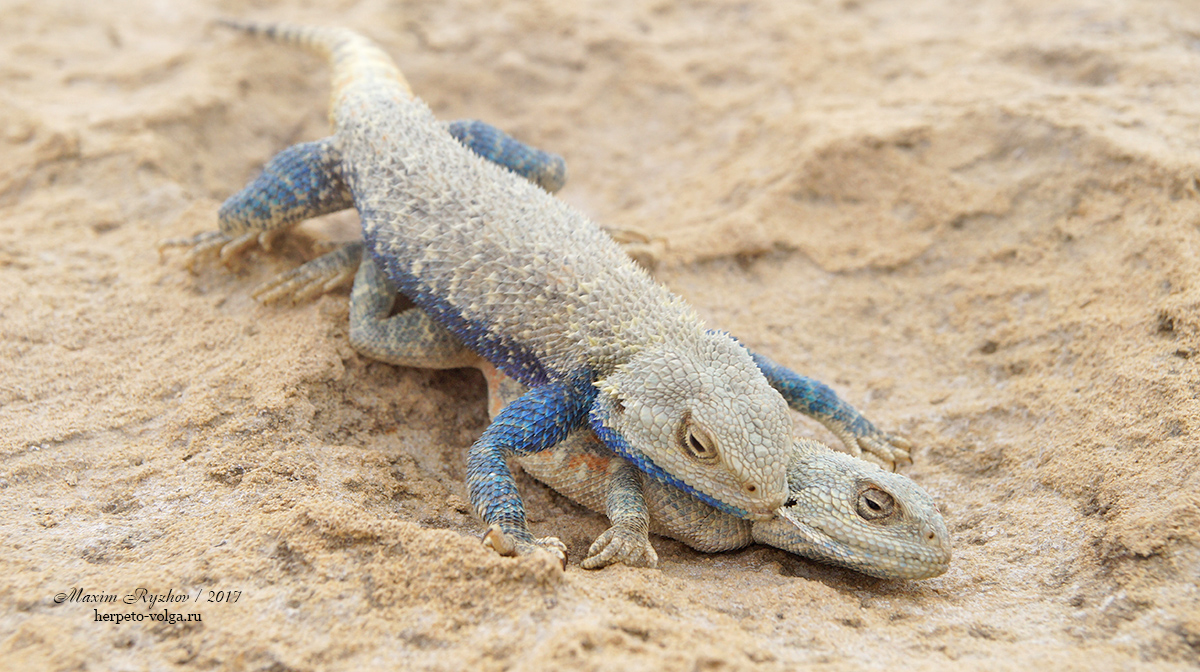 Степная агама (Trapelus sanguinolentus) Степная агама (Trapelus sanguinolentus)