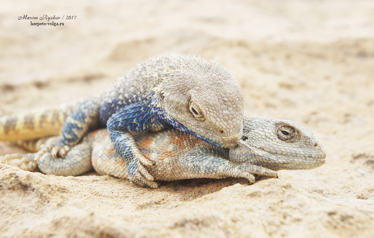 Степная агама (Trapelus sanguinolentus) Степная агама (Trapelus sanguinolentus)