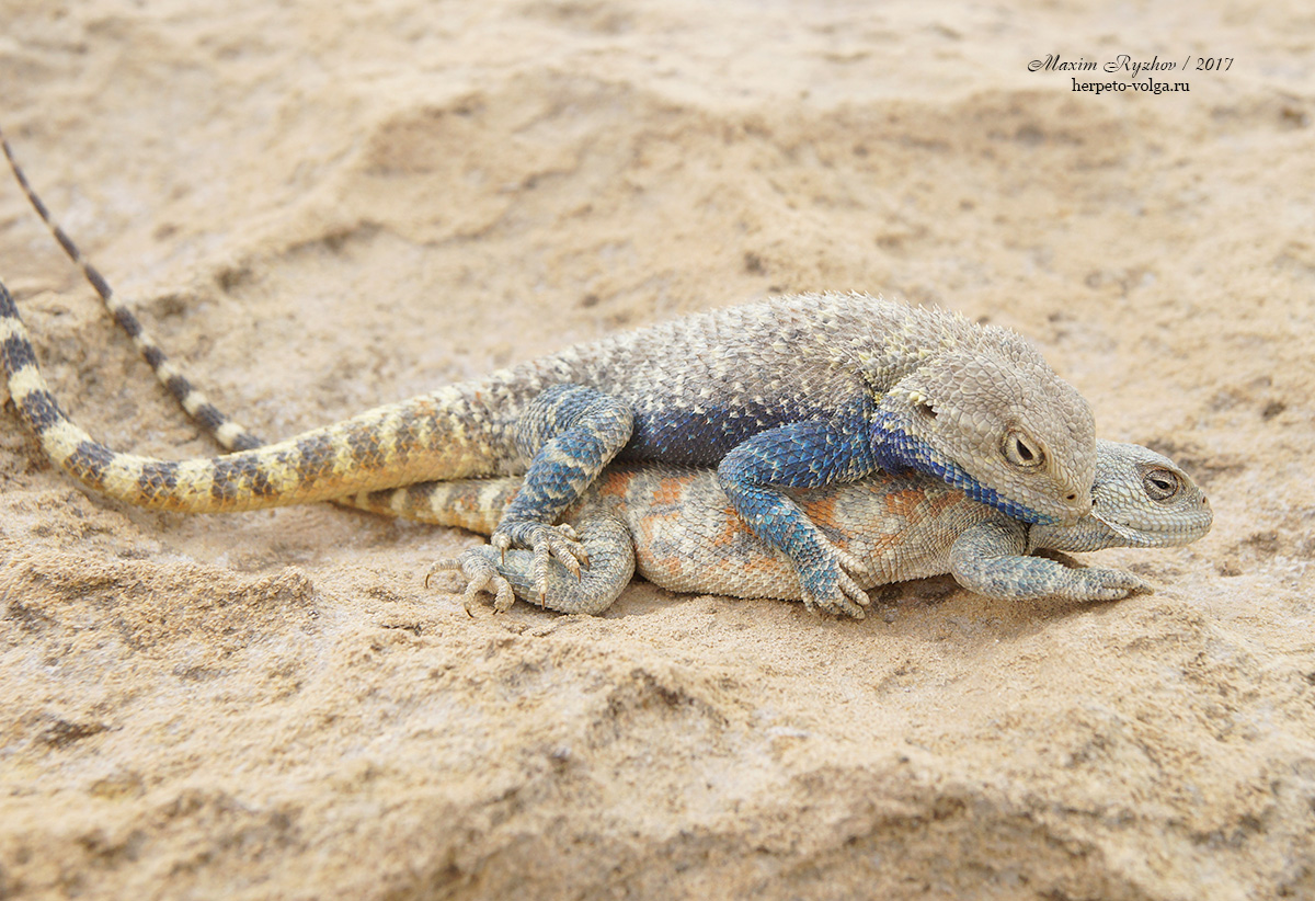 Степная агама (Trapelus sanguinolentus) Степная агама (Trapelus sanguinolentus)