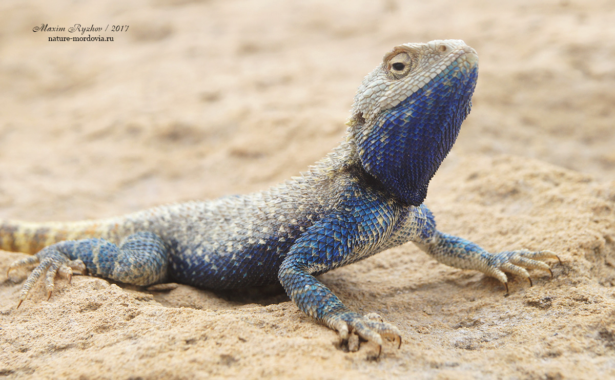 Степная агама (Trapelus sanguinolentus) Степная агама (Trapelus sanguinolentus)
