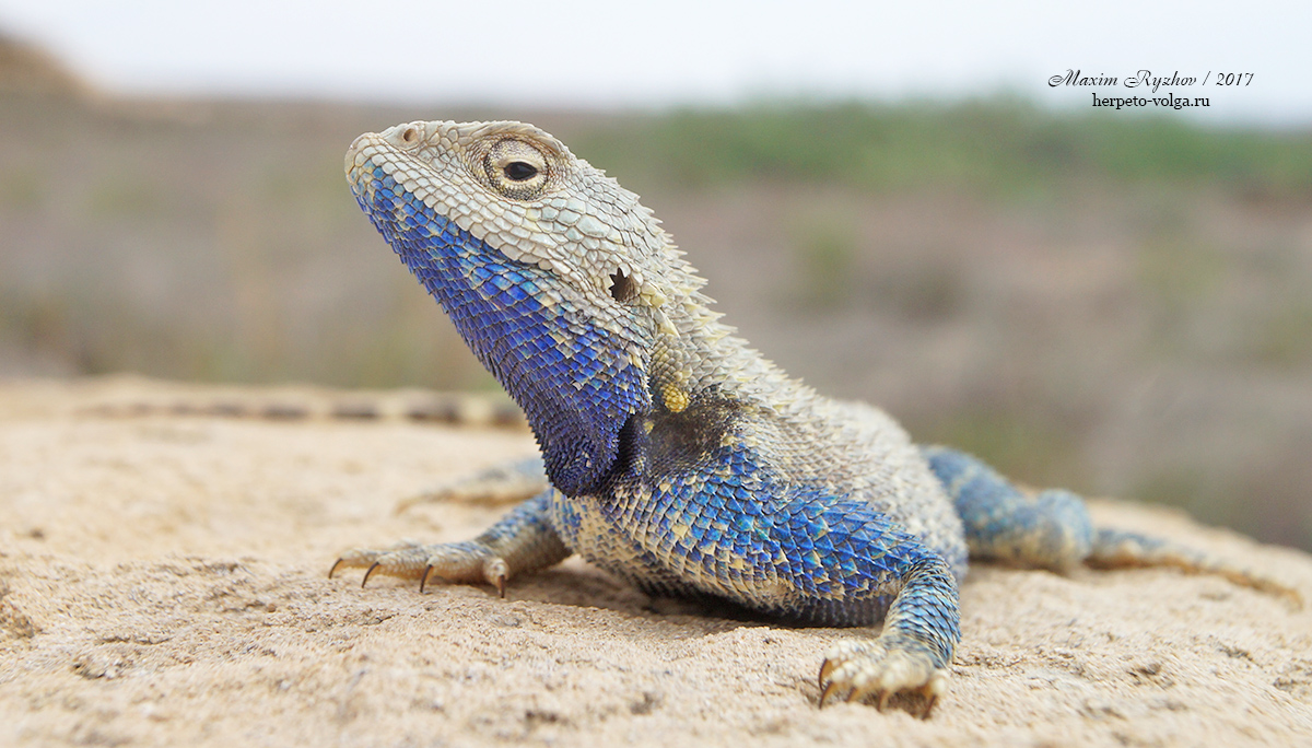 Степная агама (Trapelus sanguinolentus) Степная агама (Trapelus sanguinolentus)