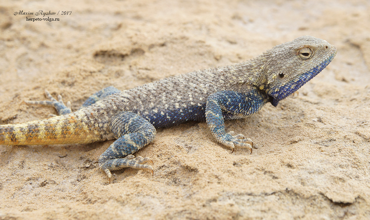 Степная агама (Trapelus sanguinolentus) Степная агама (Trapelus sanguinolentus)