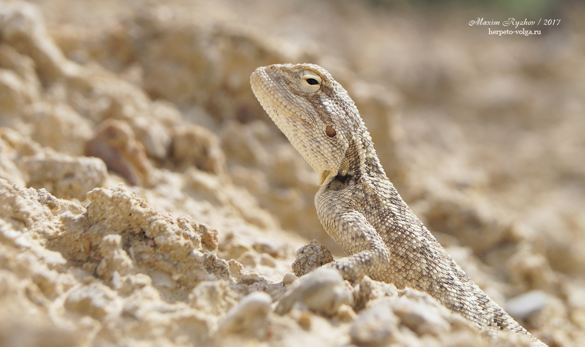 Степная агама (Trapelus sanguinolentus) Степная агама (Trapelus sanguinolentus)