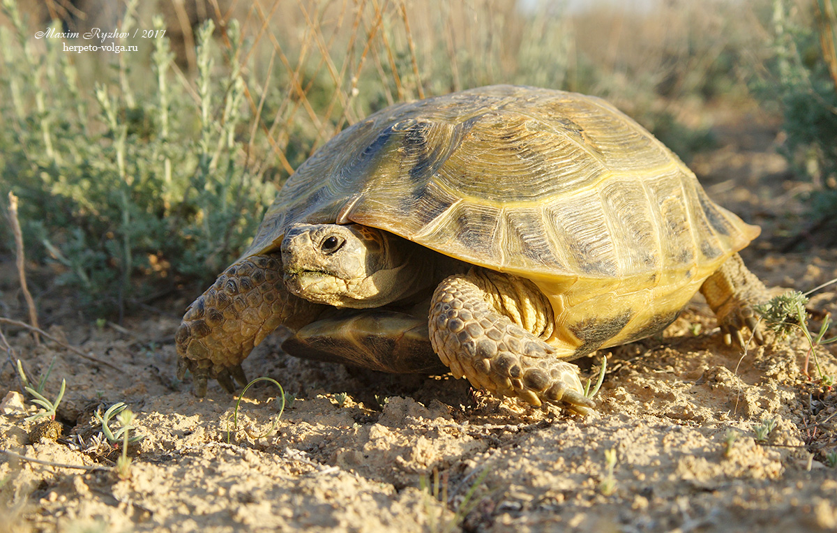 Среднеазиатская черепаха (Agrionemys horsfieldii)
