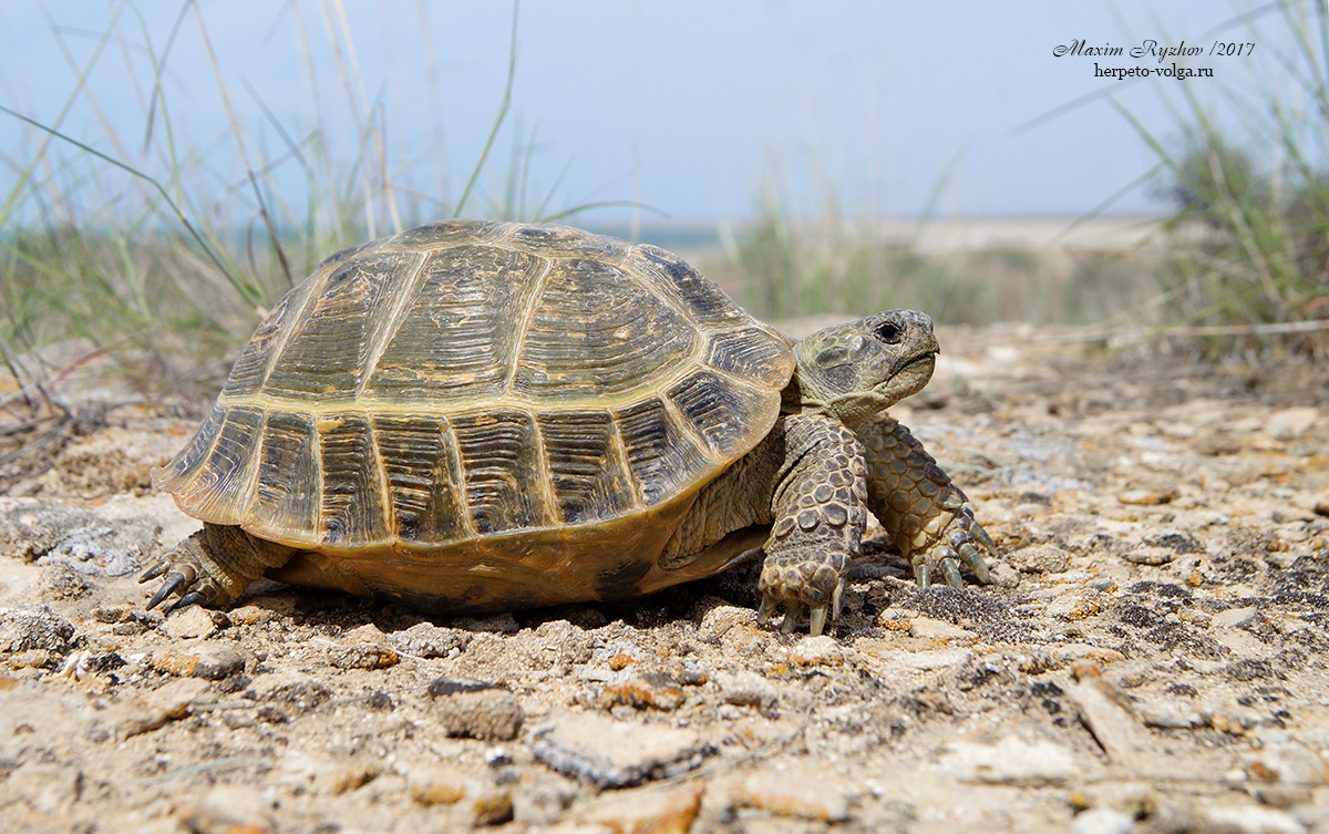 Среднеазиатская черепаха (Agrionemys horsfieldii)