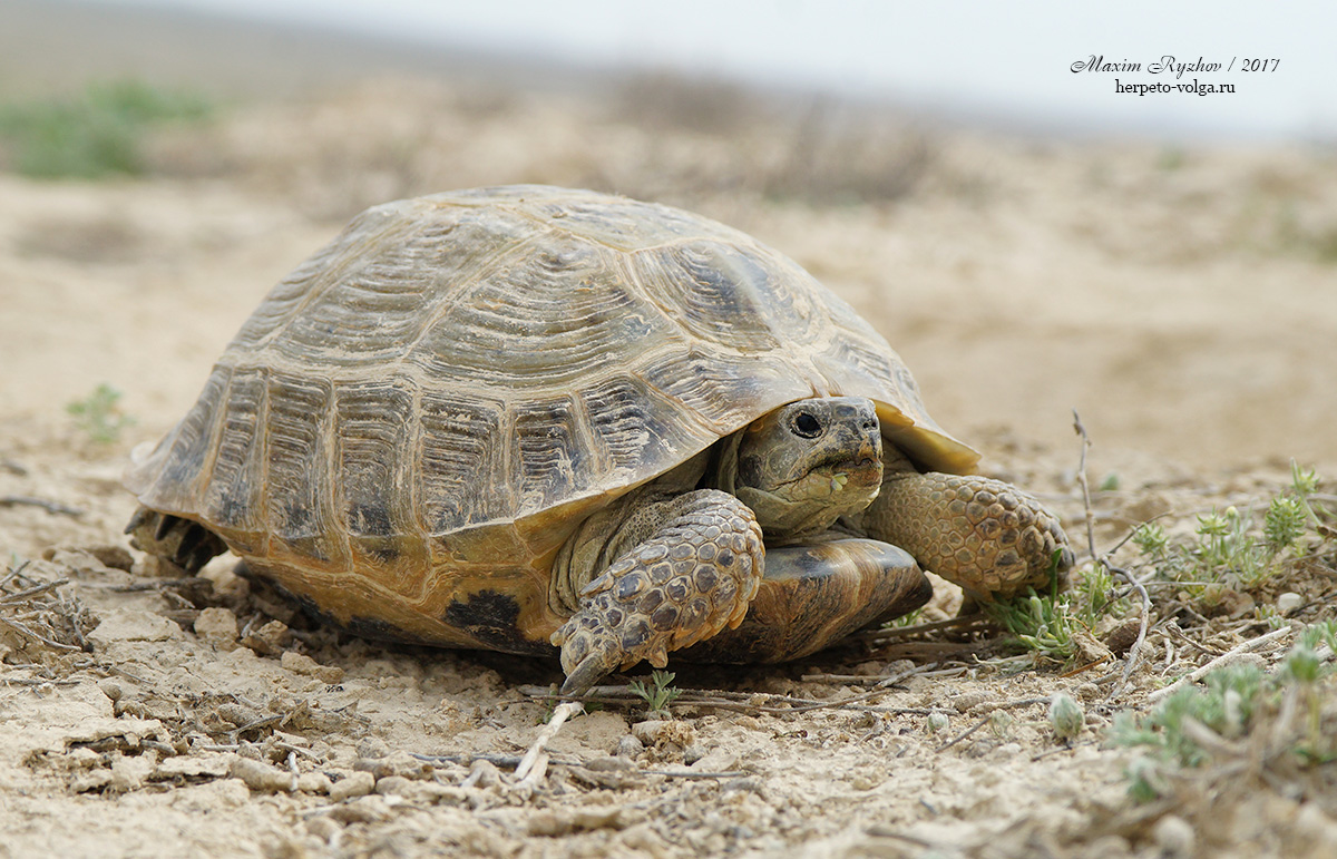 Среднеазиатская черепаха (Agrionemys horsfieldii)