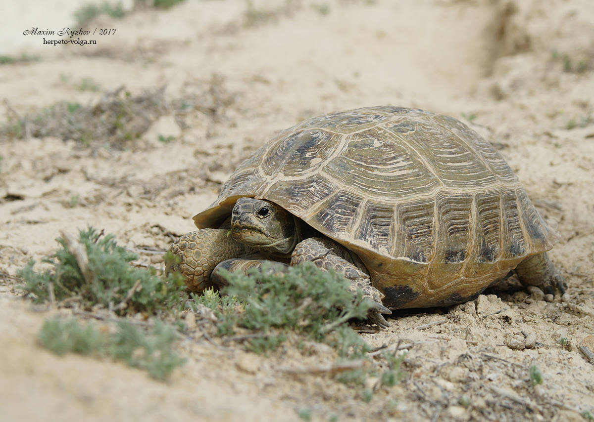 Среднеазиатская черепаха (Agrionemys horsfieldii)