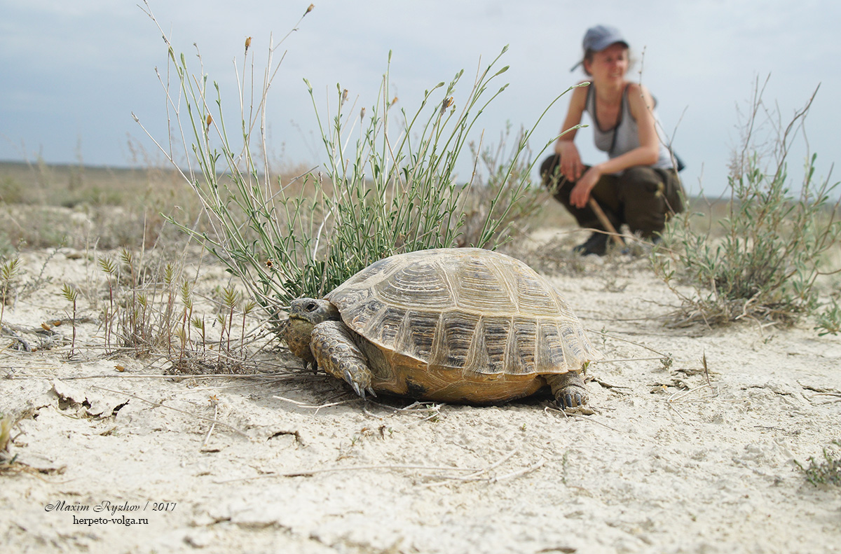 Среднеазиатская черепаха (Agrionemys horsfieldii)