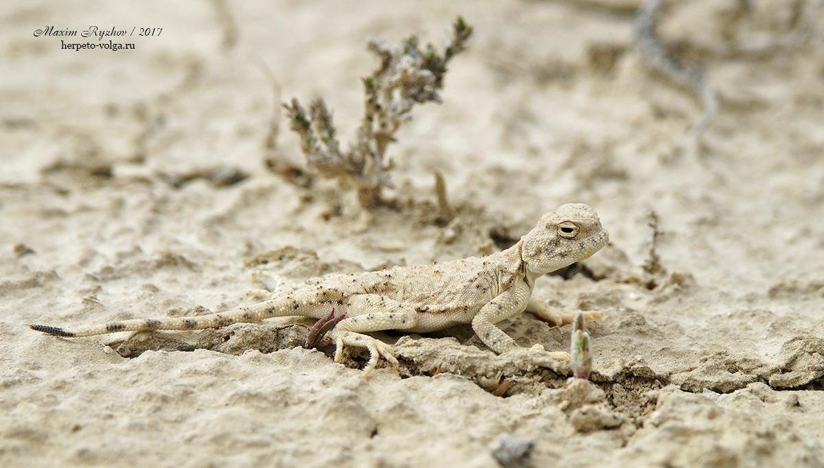 Такырная круглоголовка (Phrynocephalus helioscopus)