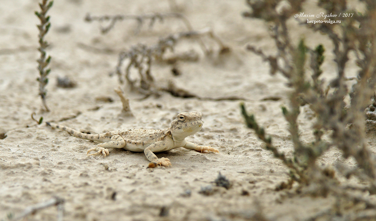 Такырная круглоголовка (Phrynocephalus helioscopus)