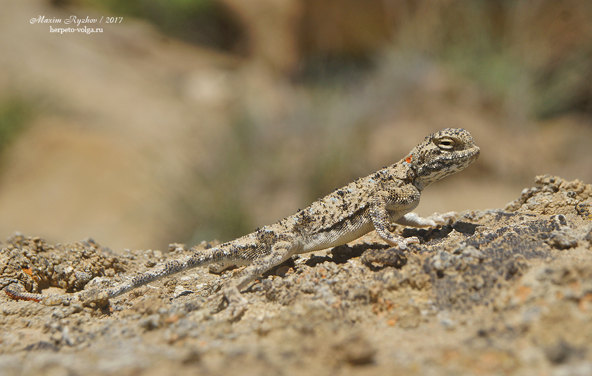 Такырная круглоголовка (Phrynocephalus helioscopus)