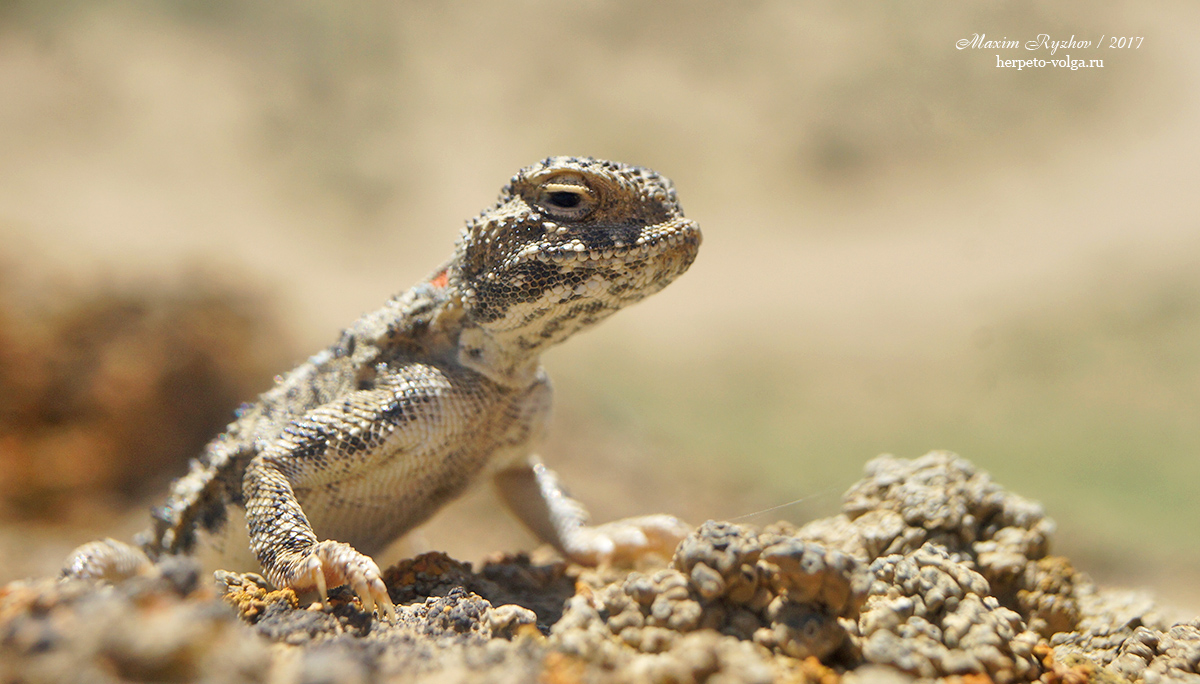 Такырная круглоголовка (Phrynocephalus helioscopus)