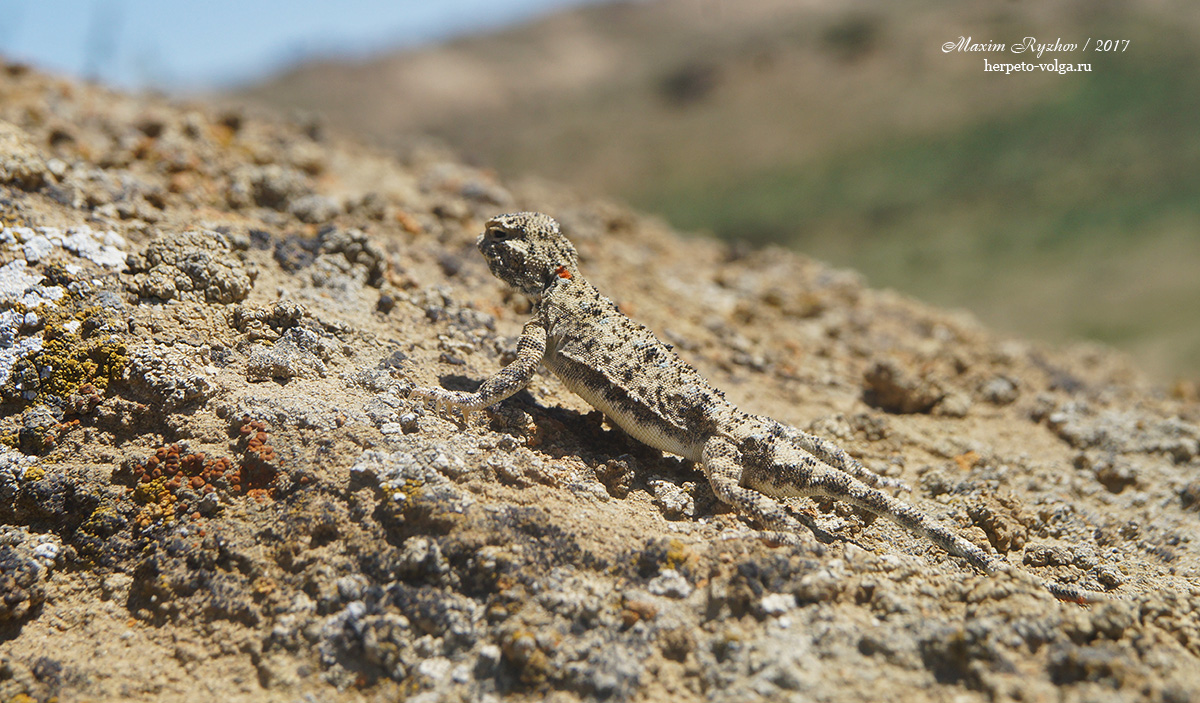 Такырная круглоголовка (Phrynocephalus helioscopus)