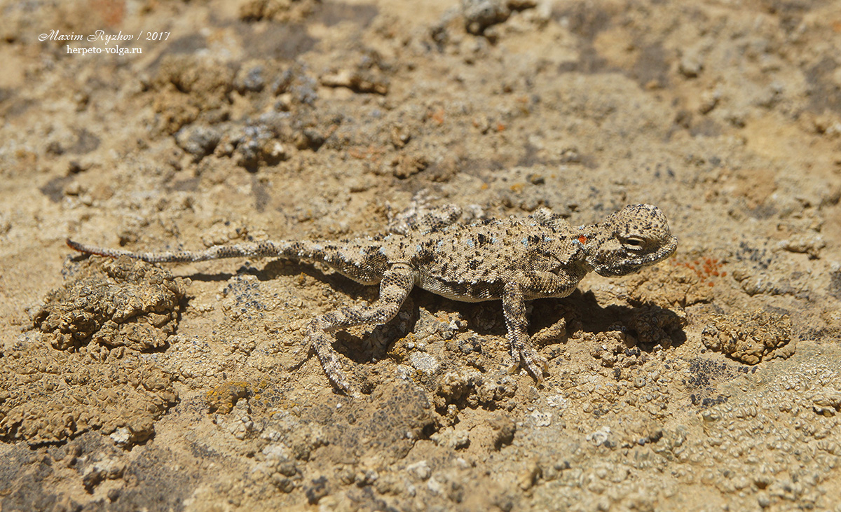 Такырная круглоголовка (Phrynocephalus helioscopus)
