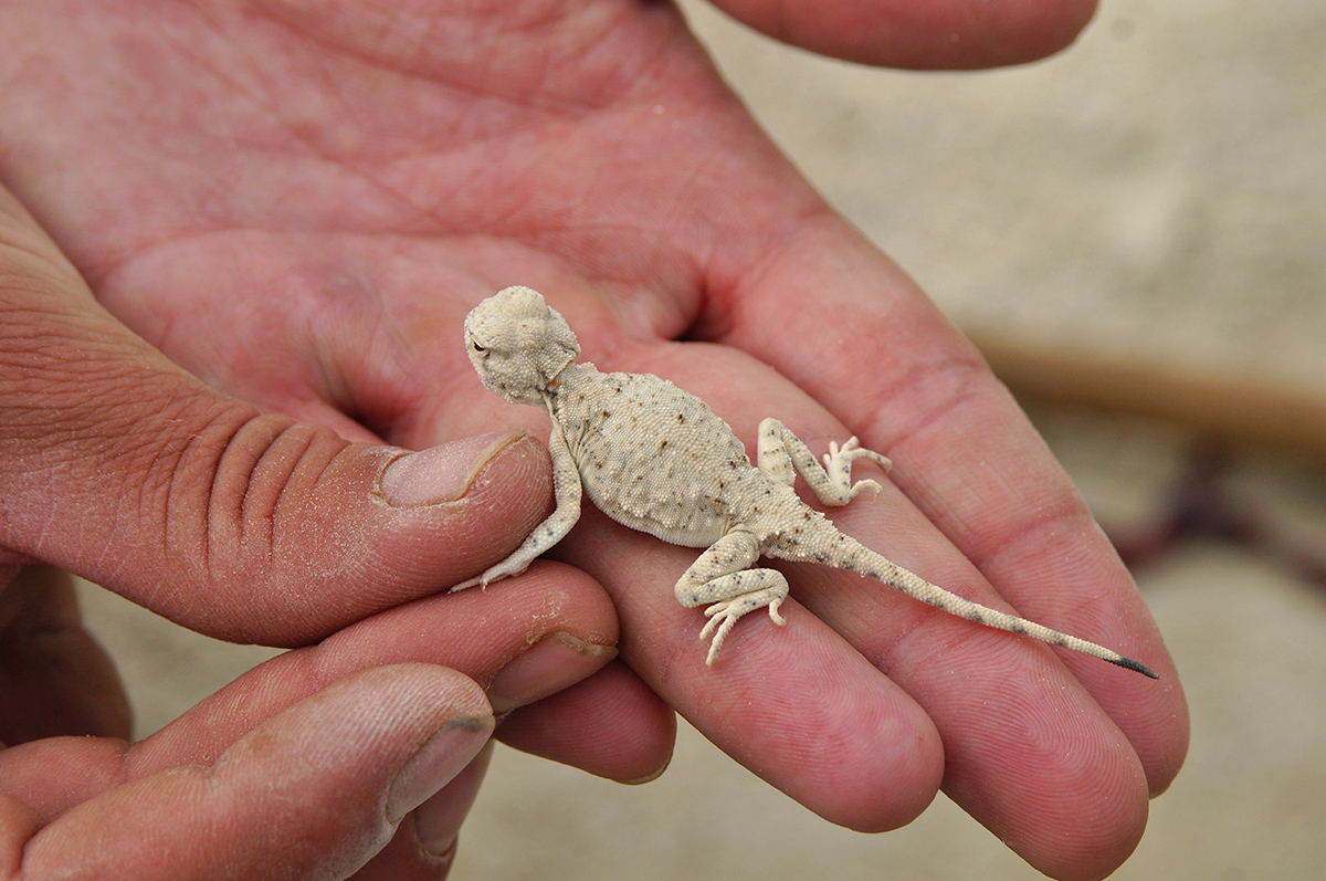 Такырная круглоголовка (Phrynocephalus helioscopus)