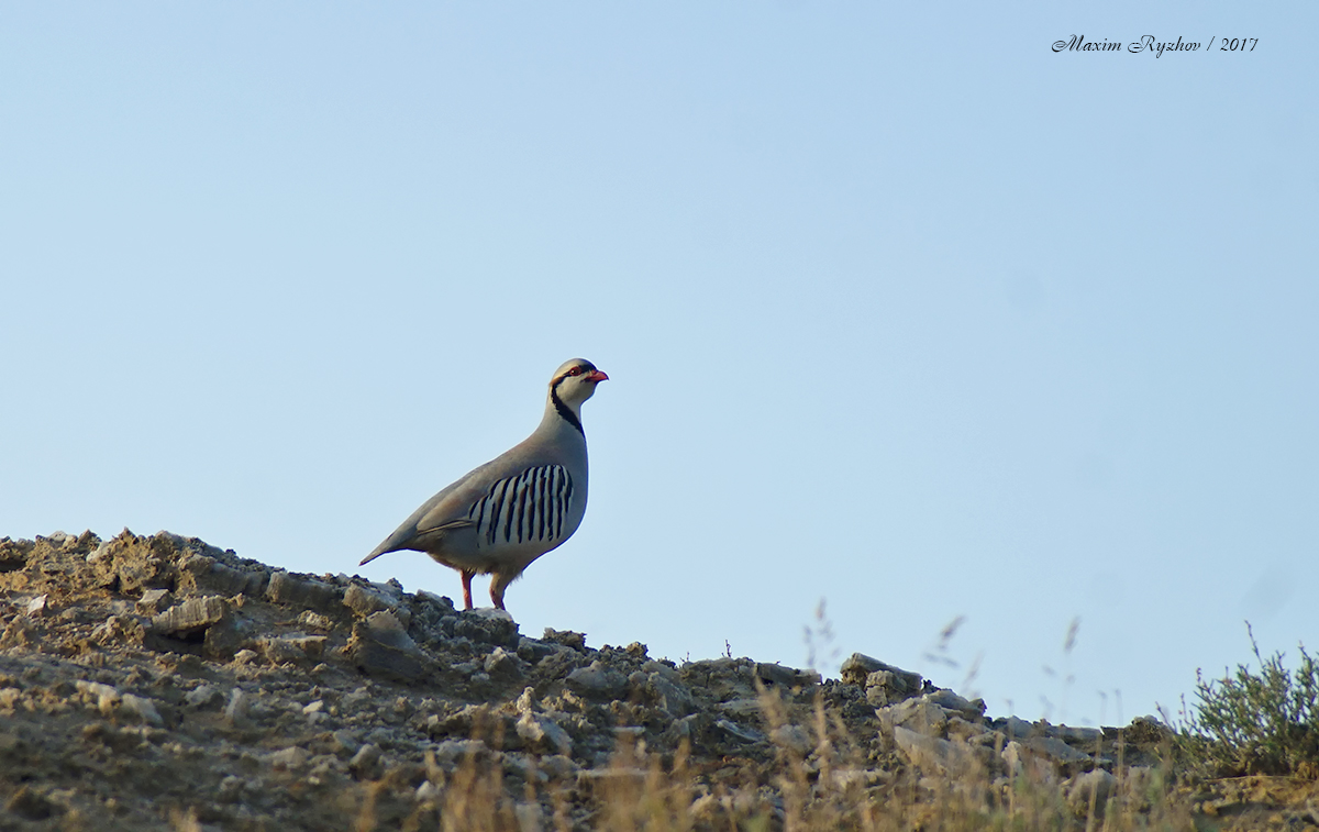 Азиатский кеклик (Alectoris chukar) Азиатский кеклик (Alectoris chukar)