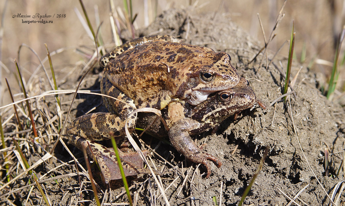Травяная лягушка (Rana temporaria)