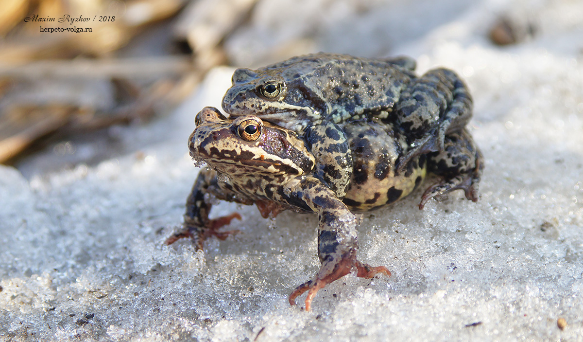 Травяная лягушка (Rana temporaria) Травяная лягушка (Rana temporaria)