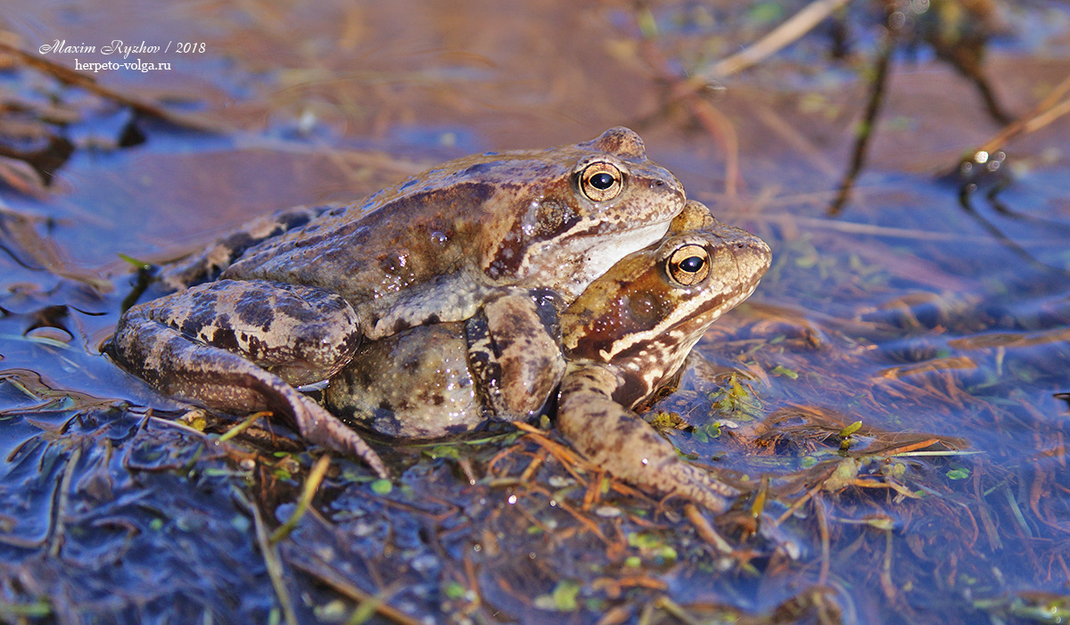 Травяная лягушка (Rana temporaria) Травяная лягушка (Rana temporaria)