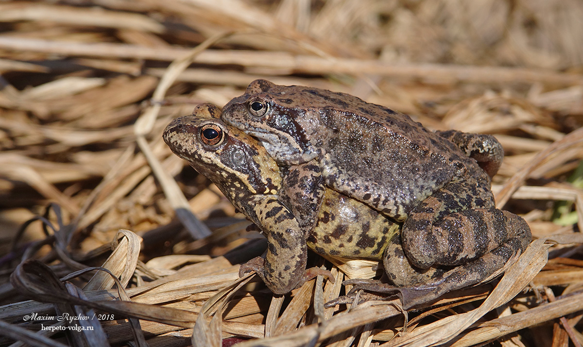 Травяная лягушка (Rana temporaria)