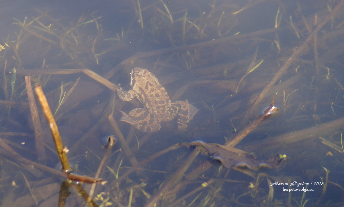 Травяная лягушка (Rana temporaria)
