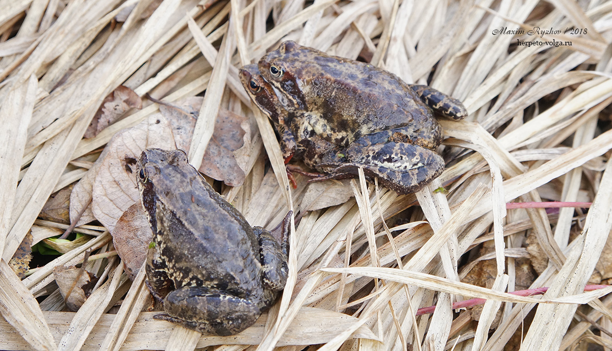 Травяная лягушка (Rana temporaria)