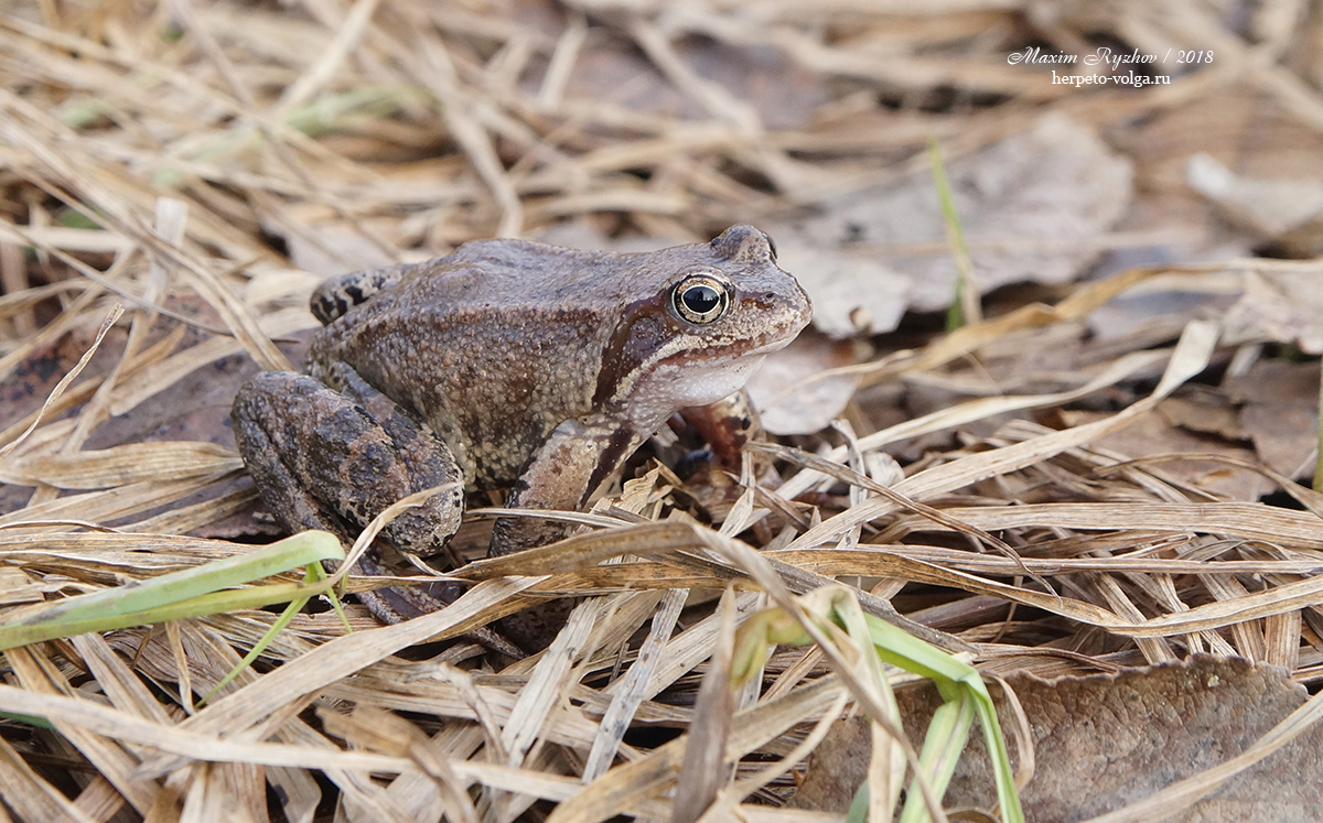 Лягушка травяная Rana temporaria (Linnaeus, 1758)