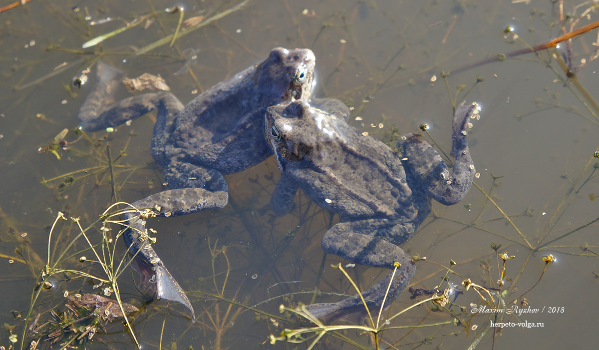 Травяная лягушка (Rana temporaria)