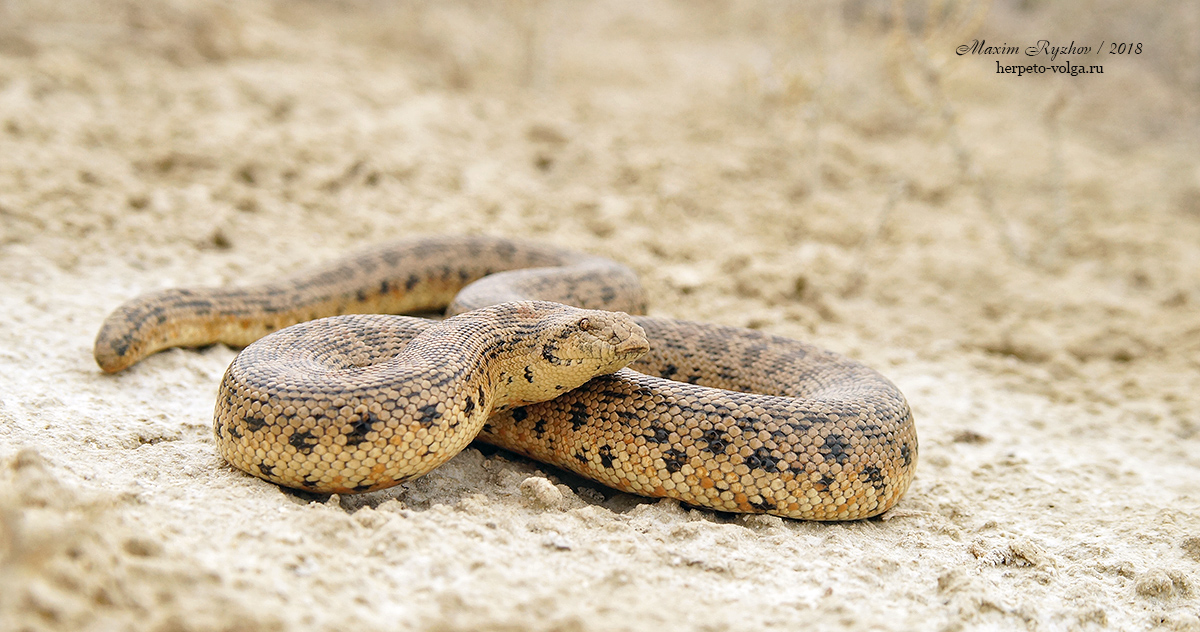 Восточный удавчик (Eryx tataricus) 